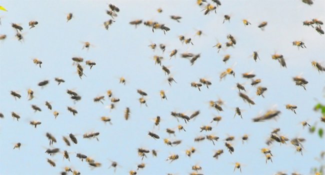 WWaltuhh's tweet image. &quot;love is in the air&quot; WRONG! BEES!!!