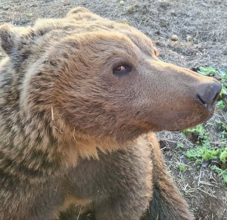 bear enthusiast tweet media