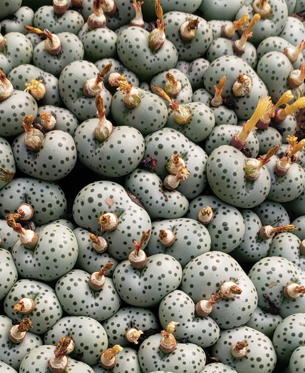 ここたん ✨２点❤️ ここパチ管理人 on X