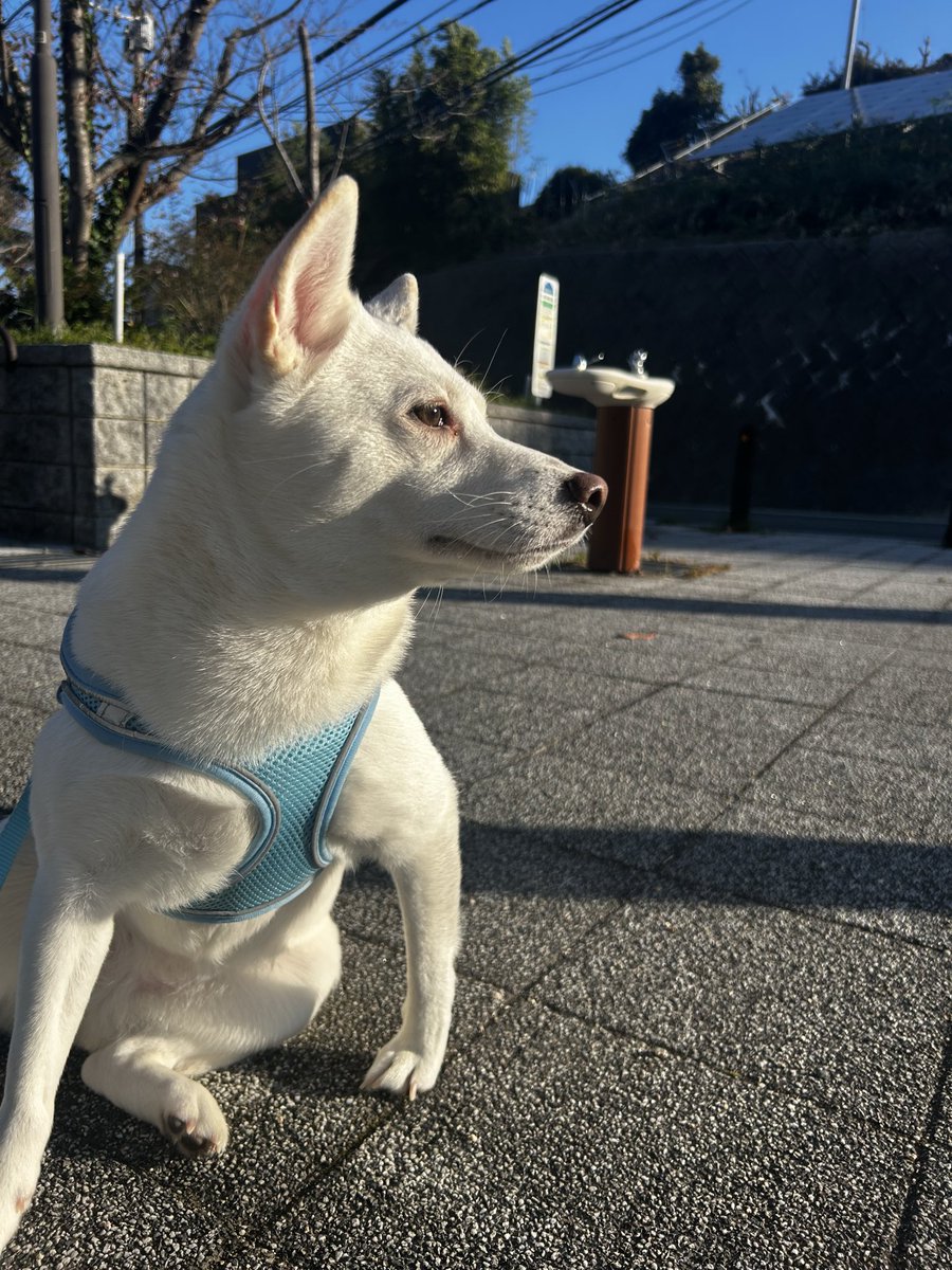mhgn_10's tweet photo. 早起きできたので涼しいうちにあさんぽ🐕 https://t.co/fItXFJrmWK