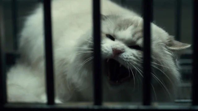 eleven_daily's tweet photo. the fact that el couldn’t hurt a cat but has no problem killing the ”bad men”. she truly knows what’s innocent and what harms https://t.co/vQNADGFshB