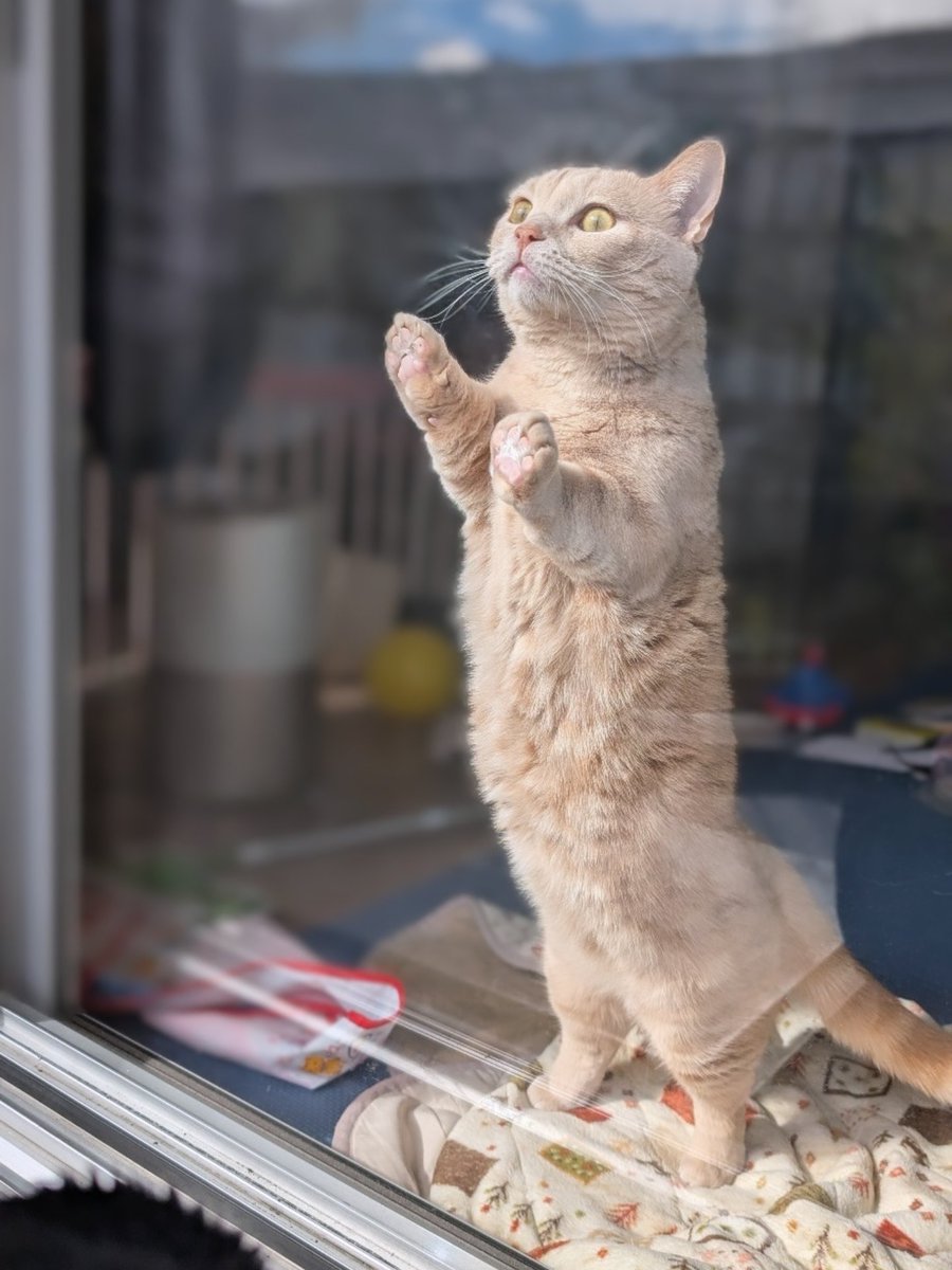0421_ram's tweet photo. 肉球むちぃ🐾

#マンチカン #猫好きさんと繋がりたい https://t.co/5DjxuFeW34