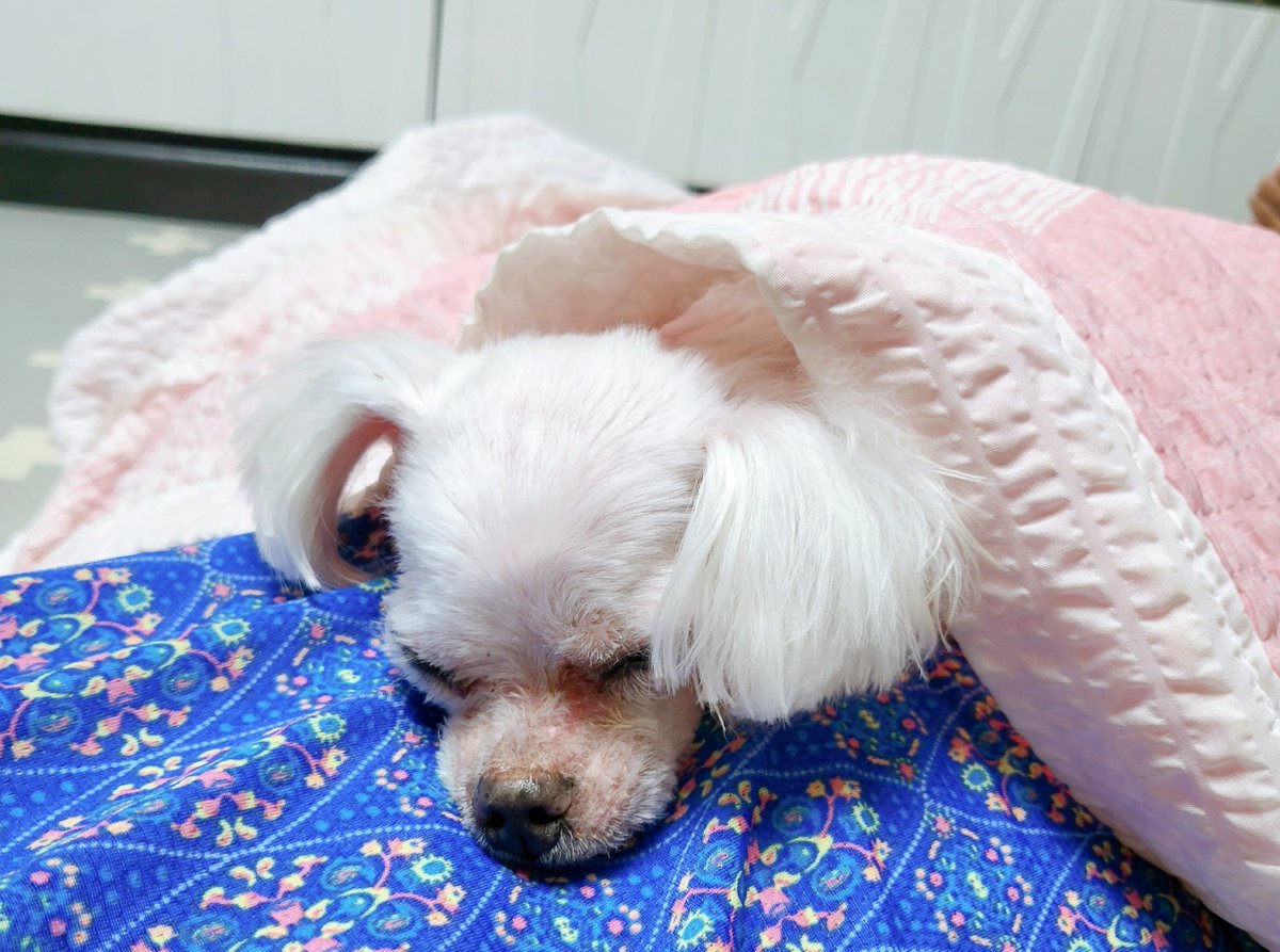 Hobbang_0's tweet photo. 호복이는 잘 지내고 있어요૮・ﻌ・ა https://t.co/g81018fEDR