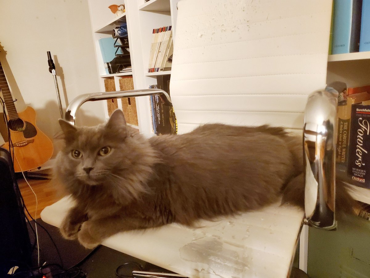 Business Cat has finished another busy week of making deals and producing deliverables (i.e., scratching the chair and pining for a gray feral cat at the window)