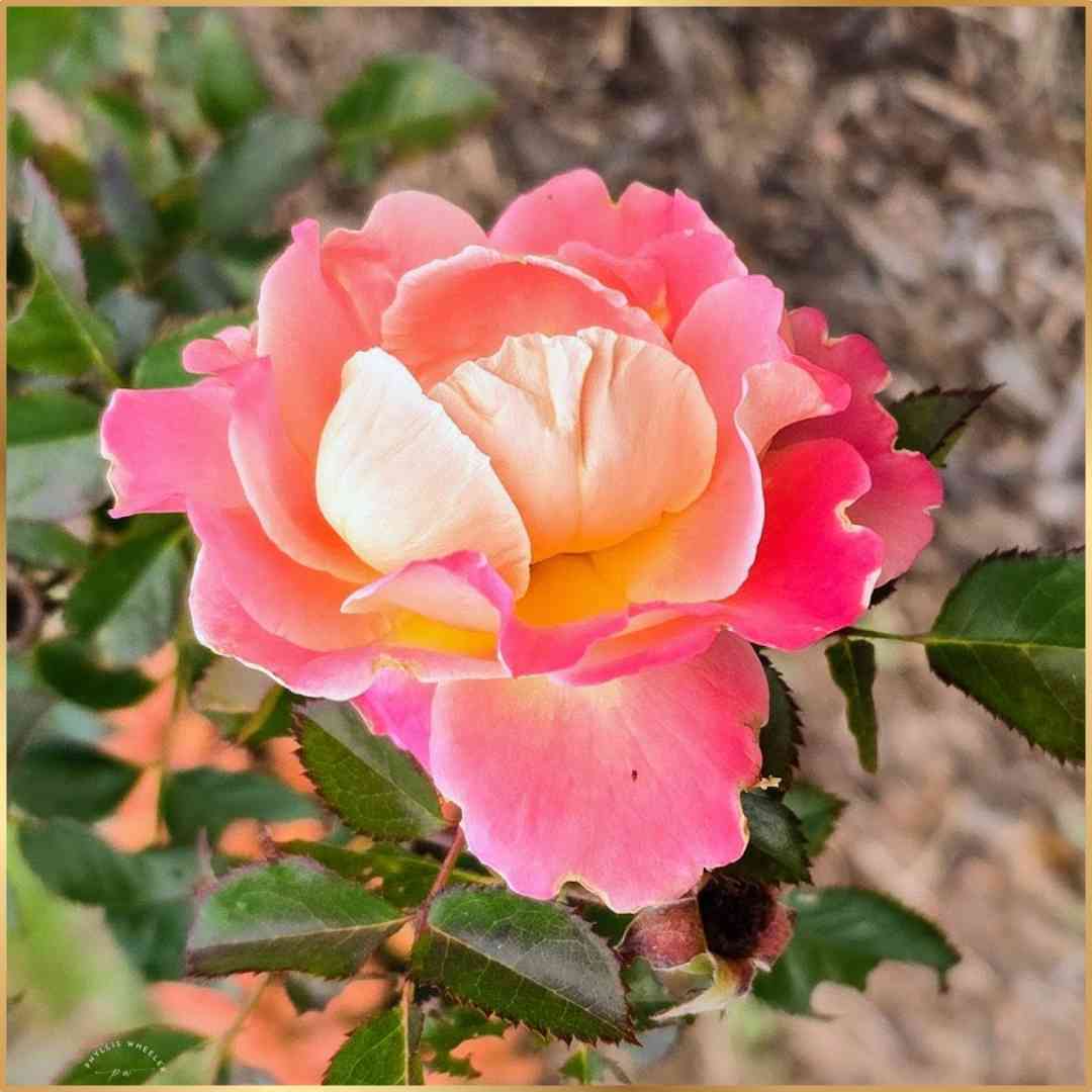 joyful_progress's tweet image. Happy floral Friday and weekend!

This rose is one I planted earlier this year.

I thought it was done blooming but was happily surprised to see this flower today.

Hope it makes you smile!

#glorytoGod #Rose #fridayflowers #Photobyme