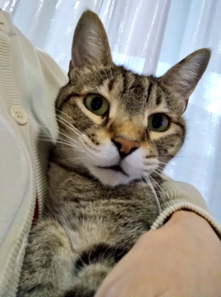 母ちゃんと！💕😸

猫さんはあったかい〜！🤭