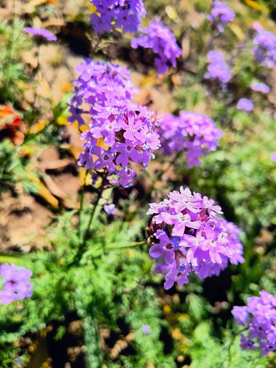 जिंदगी जब कठिन समय पर नाच 
नचाती है, तो ढोलक बजाने वाले 
अपनी जान पहचान के होते है..!!

सुप्रभात.. 🌹
Good Morning Fnds.. 🌹🌹