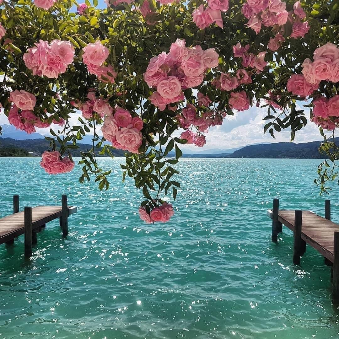 bluedreamvibes's tweet image. 