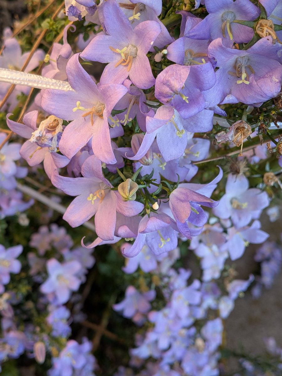 カンパニュラ・ソリドラアイーダ（みたいな名前だったはず）
秋の花ですが、今年も暑かったせいか、いまが盛りです。

さて、今日の石フリマ初日は仕事で行けませんｷﾞｷﾞｷﾞ
皆さんの良い出会いを祈っておりますー