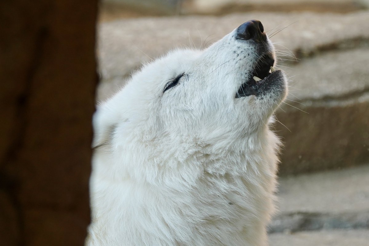 シンラ 遠吠え🐺 
#ホッキョクオオカミ
