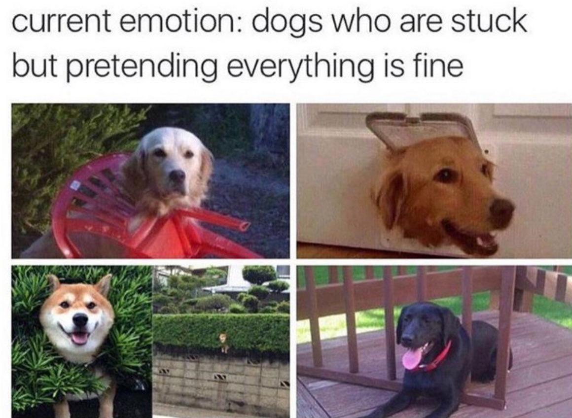 🌜NiteyNight🌛 Resister Sisters and Brothers👍🙏❤️❣️ Joke of The Night For All Resisters ❣️#Resist🔥#VOTEBLUE2025
#TheResistance #RETWEET❤️🇺🇸