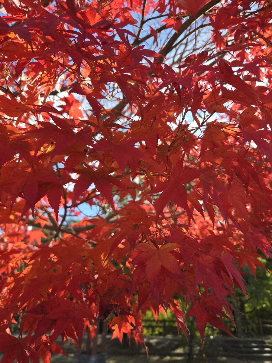 T5_Project_T's tweet image. 今日は二十四節気 の一つ小雪。

北国から雪の便りが届く頃ですが、まだ本格的な冬の訪れではなく、雪といってもさほど多くない事から、小雪といわれたことだそうです。

ちなみに、読み方は「しょうせつ」。

そろそろ冬。
その前に美しき日本の秋を楽しみましょう！

それでは、皆様、良い一日を！