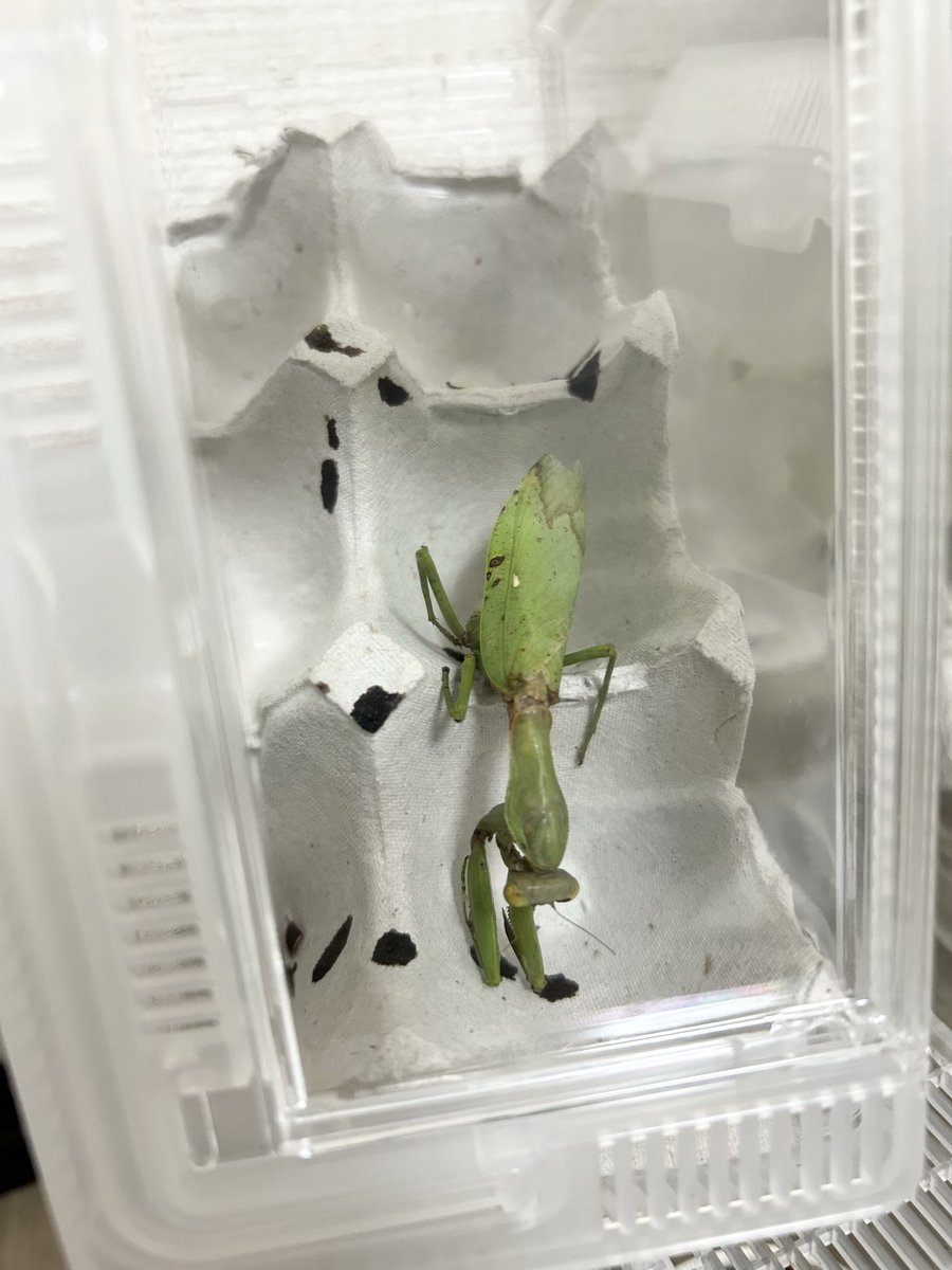 Yabugiris's tweet image. 朝見たら沖縄ハラビロのメスがお亡くなりになってました
周りに新成虫や幼虫よりも長生きしてたみたいです