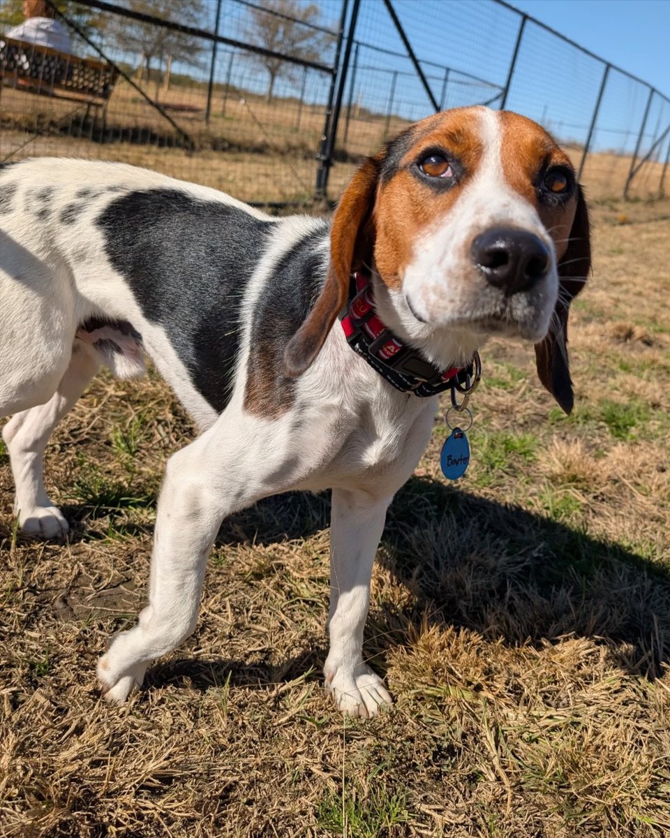 ADOPT BAXTER! 🐶❤️ Looking for an easygoing BFF? Meet Baxter!

Baxter is a sweet soul who thrives on calm moments and loves nothing more than cuddles and affection.

Could you be the loving home he needs? 🐶❤️

🐶 4 yo | 31 lbs
📍 Nowata, OK
Apply at bfp.org/adopt ✨