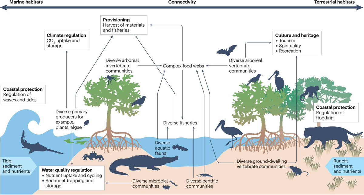 Review article:
Mangrove biodiversity and ecosystem services
[Lovelock et al. 2025]

nature.com/articles/s4435…