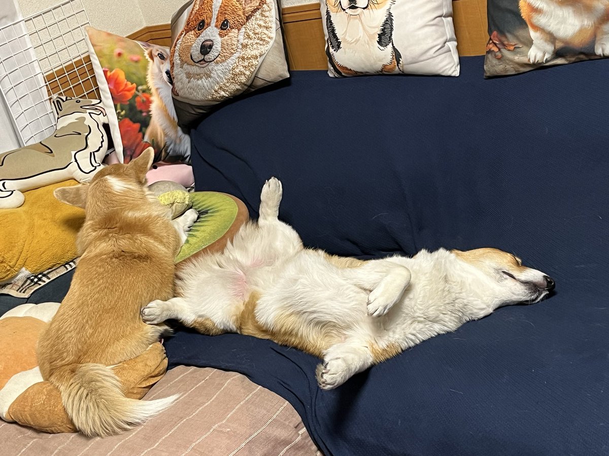 ルーちゃんママ (@tu_qwl) / Posts / X