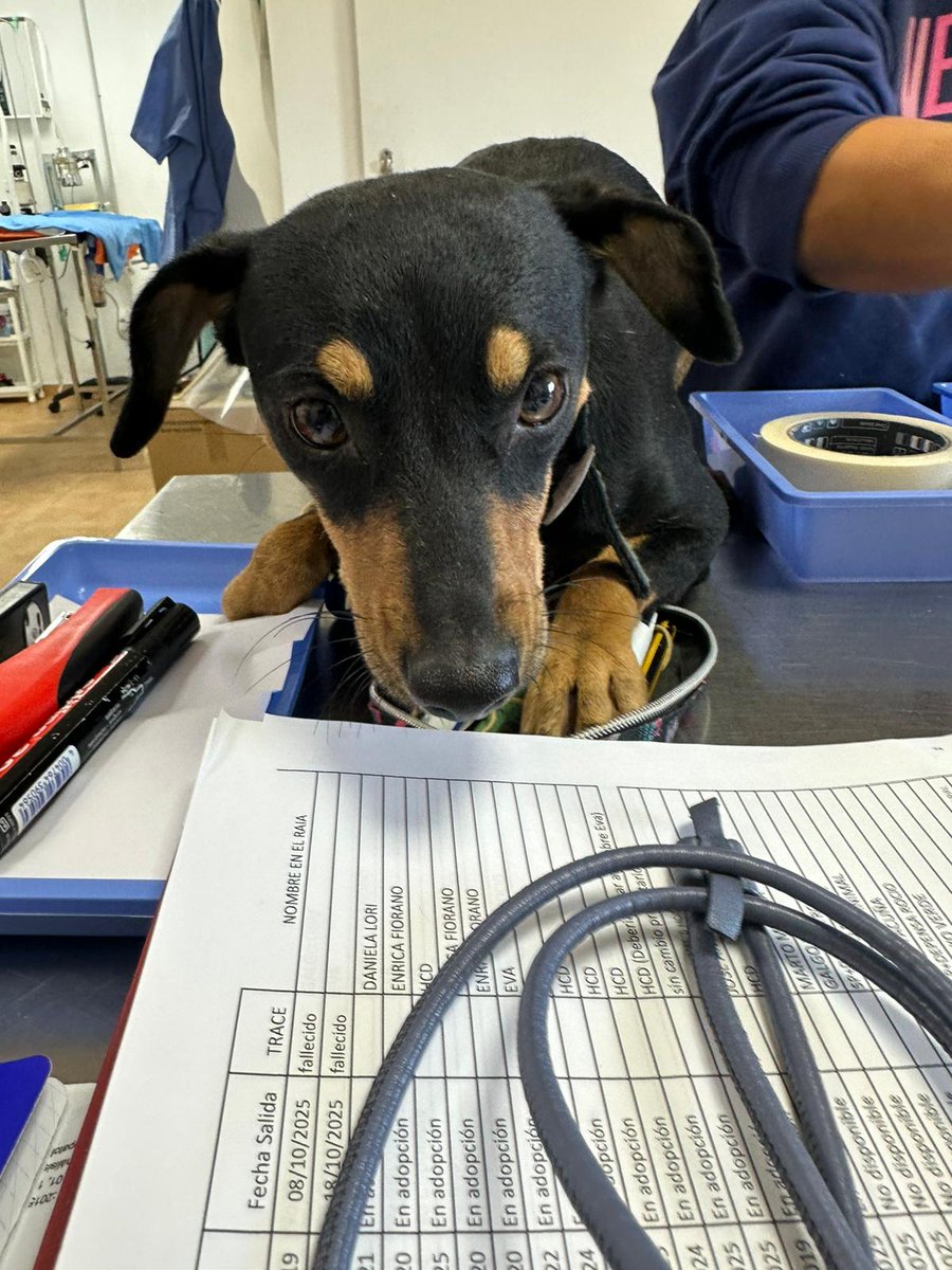 #TRACY
Una muñequita que busca familia, rescatada de un okupa que la abandonó , es muy buena , tiene año y medio y pesa 7,7 kg.
Es un cruce de bodeguera y Pincher .
adopcion.lasanimal@gmail.com