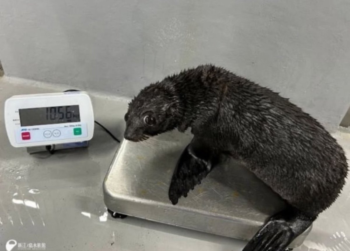 the beast looks in horror at the weight of its sins