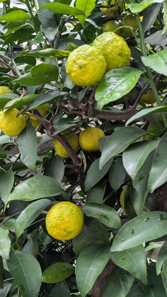 jo3_pbb's tweet image. 今年のゆずはトッテモ
綺麗デス