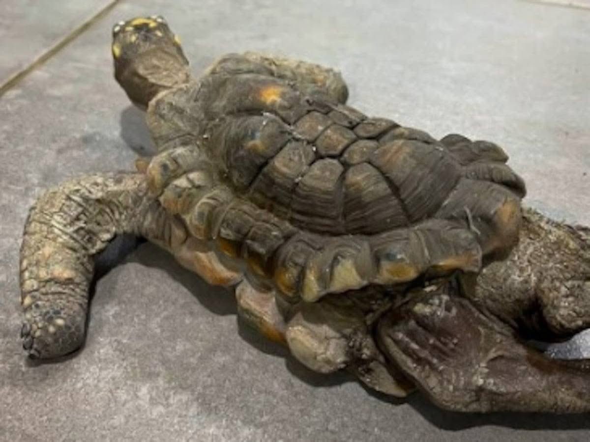 ¡Esto no es una mascota… es una vida atrapada!

Después de 30 años en cautiverio como “mascota”, esta tortuga morrocoy llegó al centro de rescate con la piel despigmentada, músculos tan débiles que apenas podía moverse y huesos deformados por una vida fuera de su hábitat.