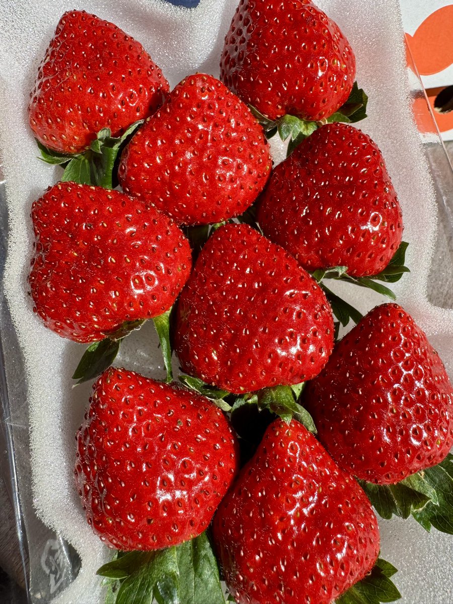 福岡S10号』🍓 これ