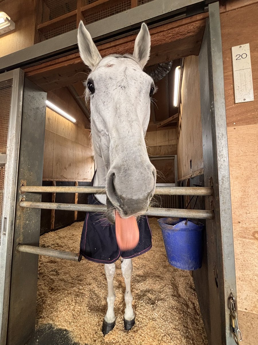 daily_odh's tweet image. ペロン

#ガイアフォース #マイルCS