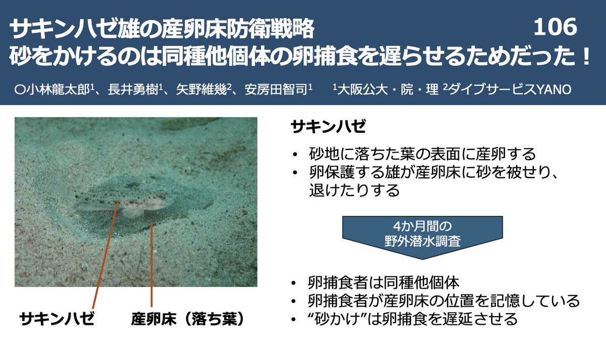 AnimSocLabOMU's tweet photo. Check out our posters at the 44th Meeting of Japan Ethological Society from 22-24 Nov 2025 #fish #medaka #wrasse #goby #日本動物行動学会 #函館 https://t.co/zUu5Mt0Boq