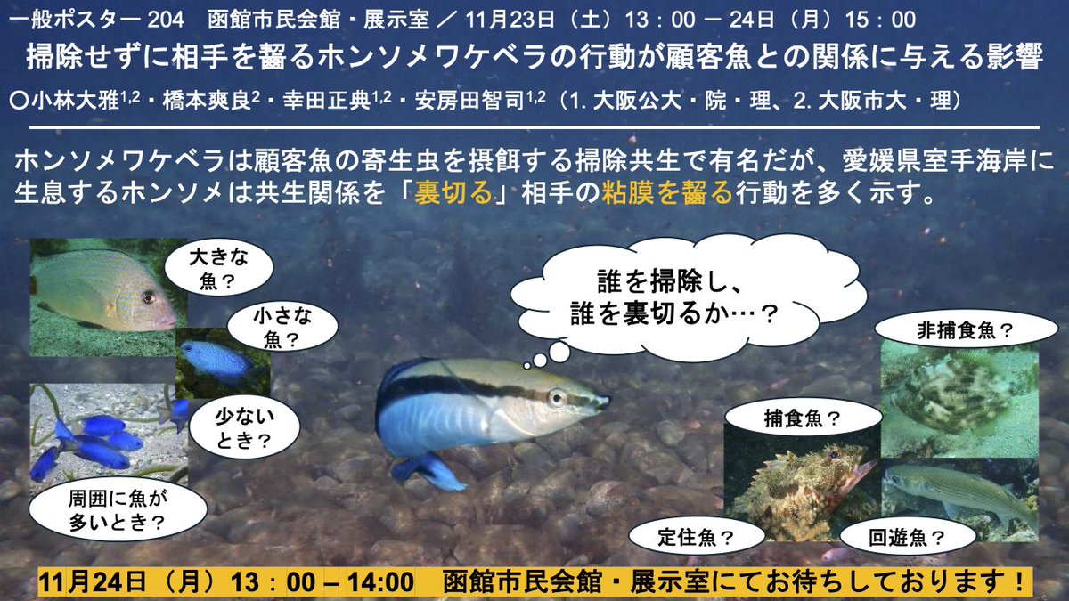 AnimSocLabOMU's tweet photo. Check out our posters at the 44th Meeting of Japan Ethological Society from 22-24 Nov 2025 #fish #medaka #wrasse #goby #日本動物行動学会 #函館 https://t.co/zUu5Mt0Boq