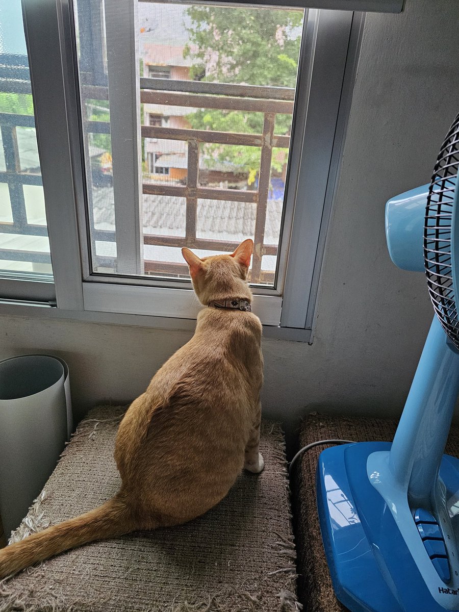 CheSea39's tweet photo. Yuzu has a chilling morning 🥰 https://t.co/07FSJ6B4J4