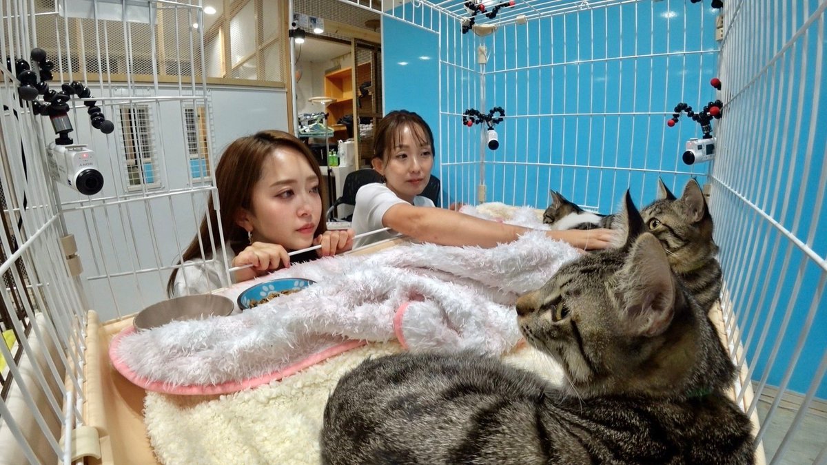 依頼者優先購入　title「睨み猫」 みりちゃむが自らレスキューし 全員に家族が見つかることをゴールに