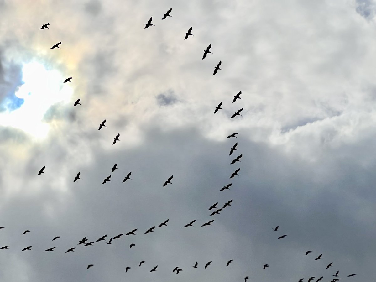 ICS_SCADA's tweet image. Enjoyed today, looking up filled with life