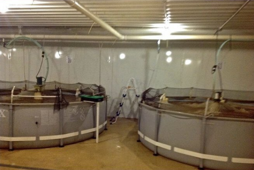 _f3rk's tweet photo. @Teknium back in my day we were making real money with indoor shrimp farming https://t.co/ylAj9jccrZ