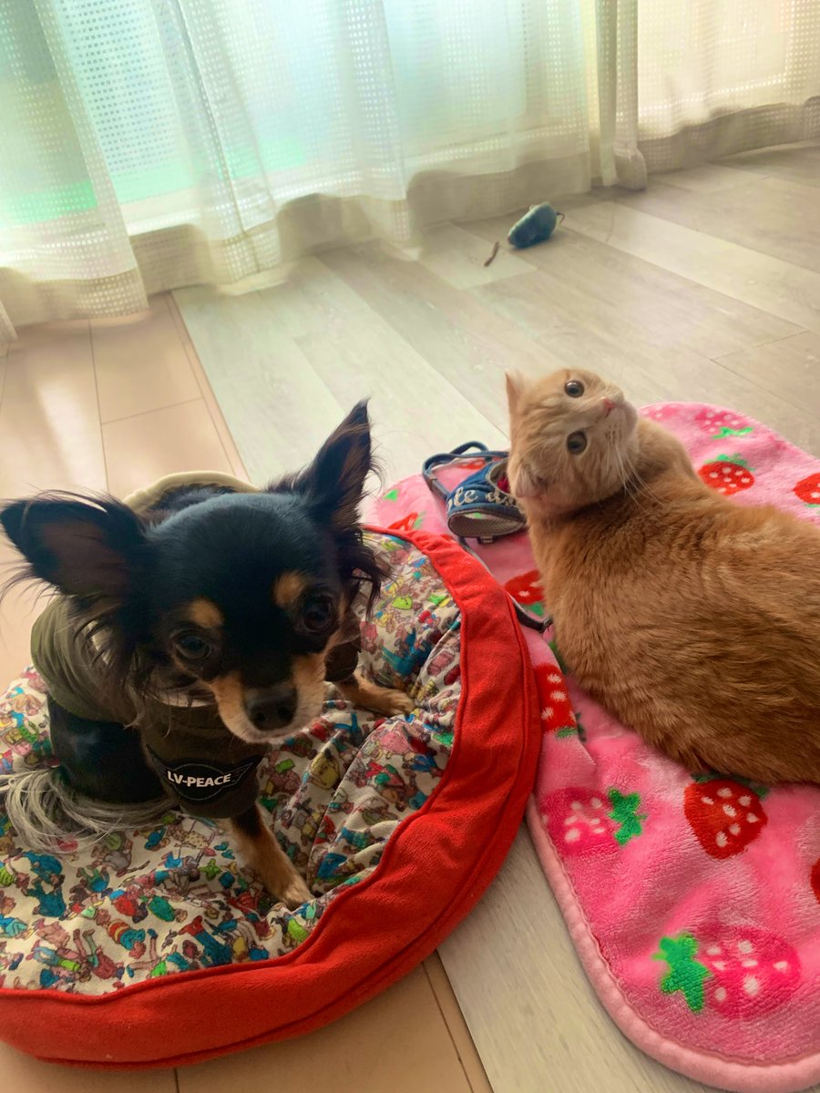 今日は（1122） わんわんにゃんにゃん の日ですよ！！！！ わんわん