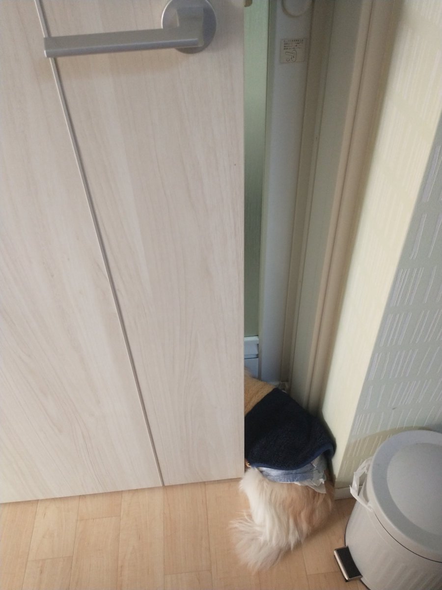 3k37h3dmR7DNdhJ's tweet image. 今日のココたん。そんなとこで、何しとるん？
 #今日のわんこ   #チワワ  #チワワ党   #チワワのいる暮らし   #犬好きさんと繋がりたい