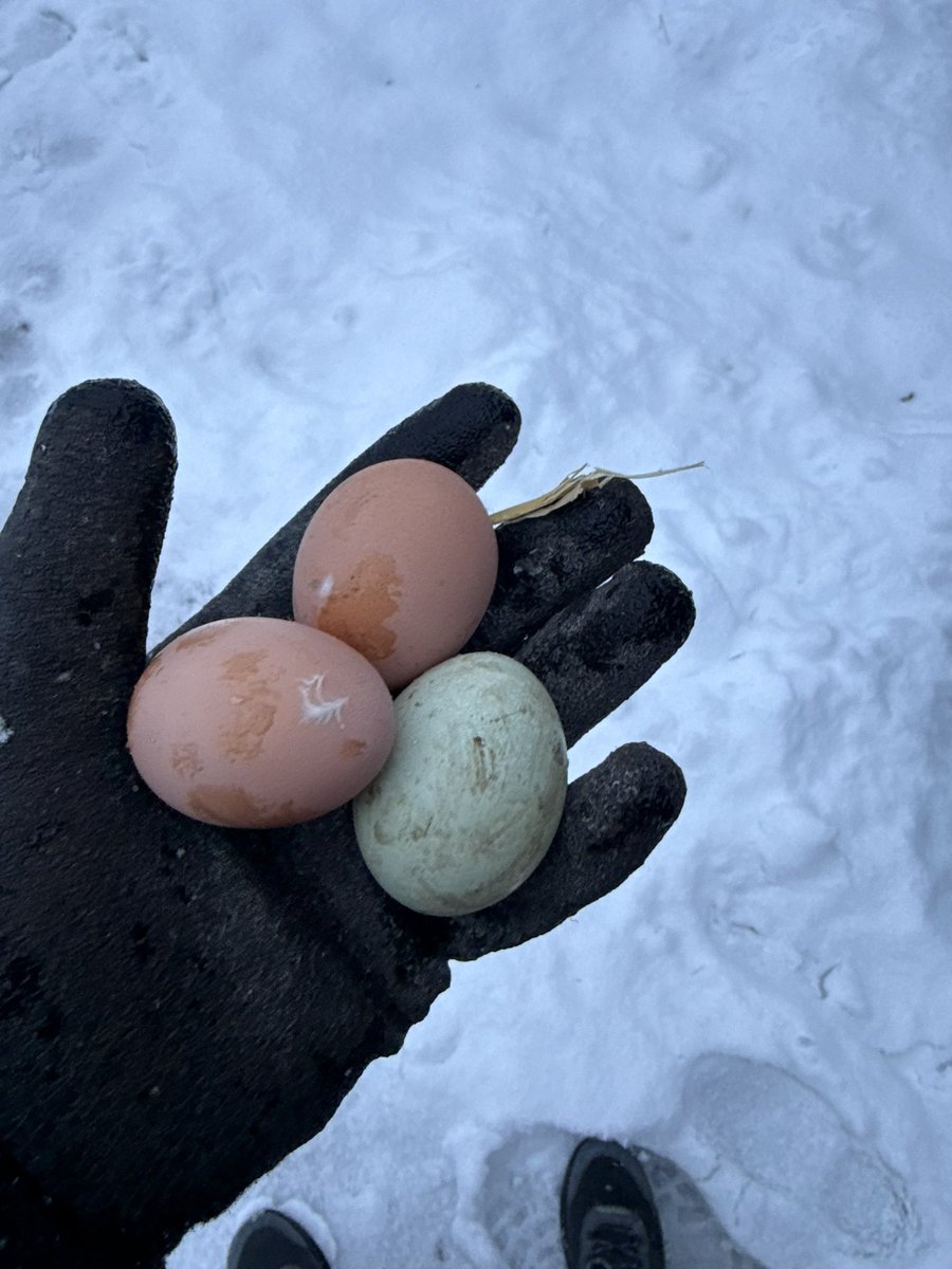 Captain_Off_Grid tweet media