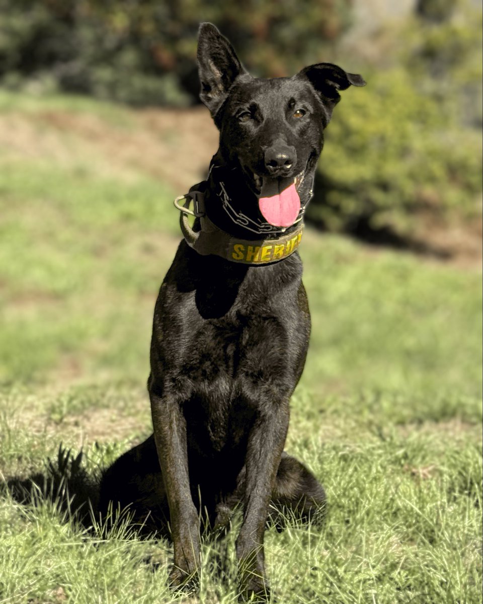 SLOSheriff's tweet image. Say hello to our newest four-legged partner, K9 Anakin! Anakin is a 2-year-old Dutch Shepherd trained in narcotics detection. After graduating from Gold Coast K9 alongside his handler, Deputy Brixey, he’s now joining our Special Operations Unit. We’re excited to welcome him!