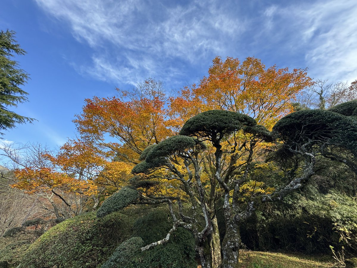 onshihakone's tweet image. 朝から霜がはっておりますが、紅葉と富士山はバッチリ綺麗に鑑賞いただけます✨
皆様のご来館お待ち申し上げております♪

#紅葉　#HAKONE