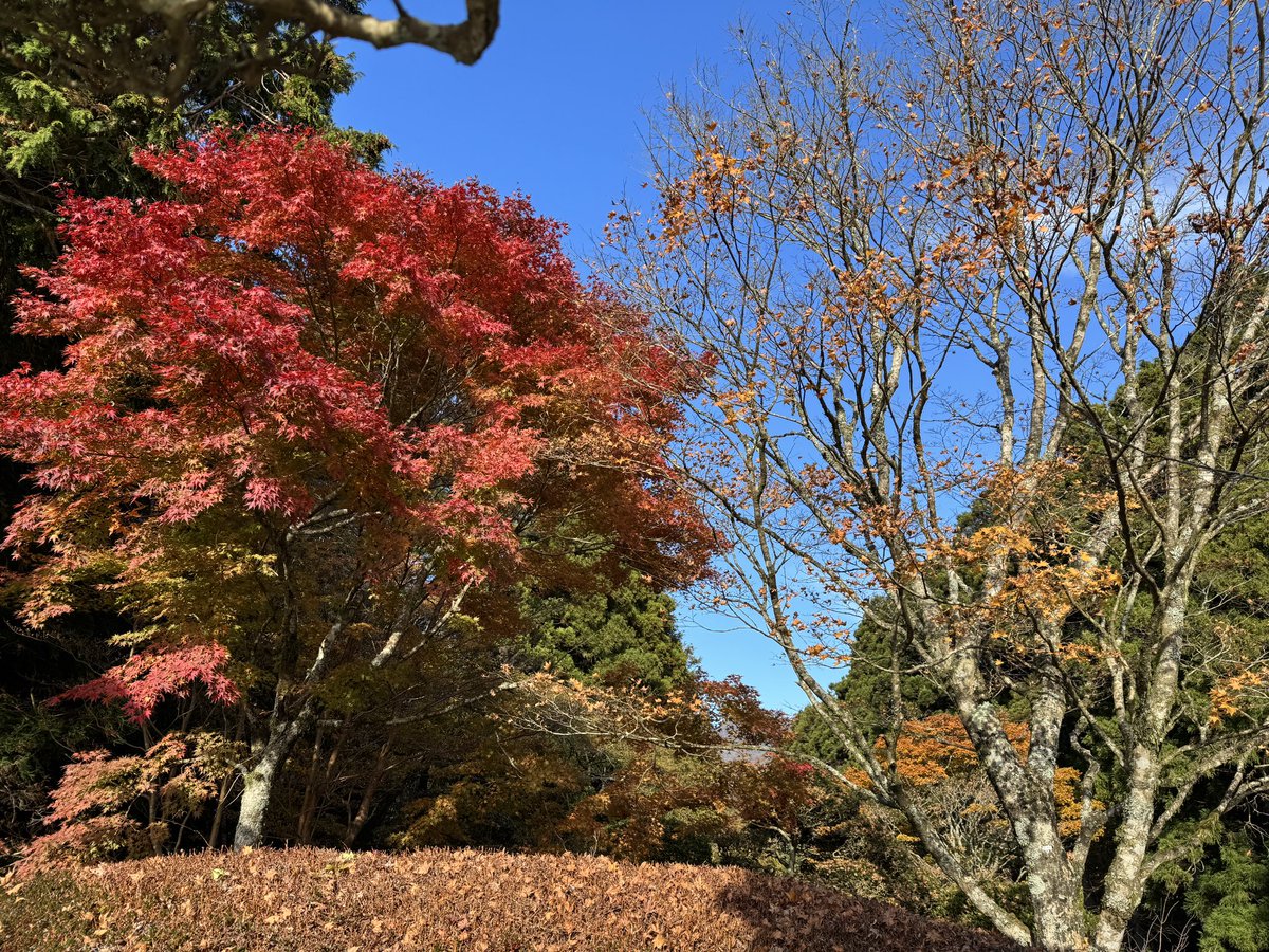 onshihakone's tweet image. 朝から霜がはっておりますが、紅葉と富士山はバッチリ綺麗に鑑賞いただけます✨
皆様のご来館お待ち申し上げております♪

#紅葉　#HAKONE