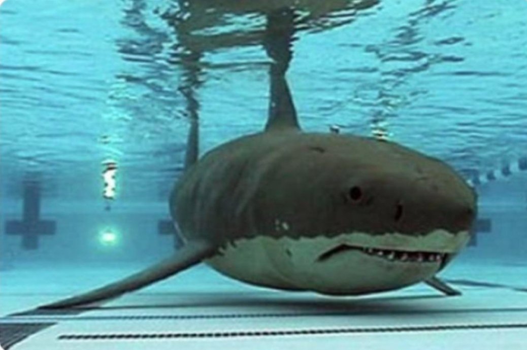 SazanamiSamurai's tweet image. Reze: Even the things you don&apos;t know you don&apos;t know, I&apos;ll teach you everything...

Beam: