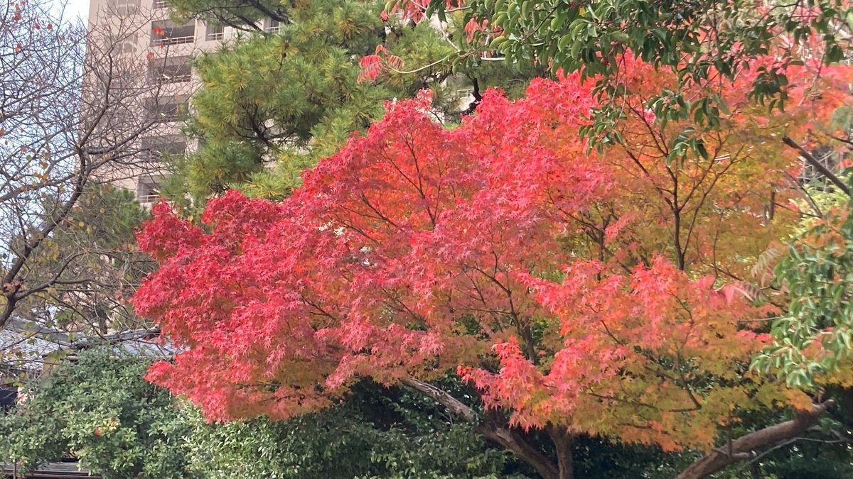 大場宏朋 tweet media