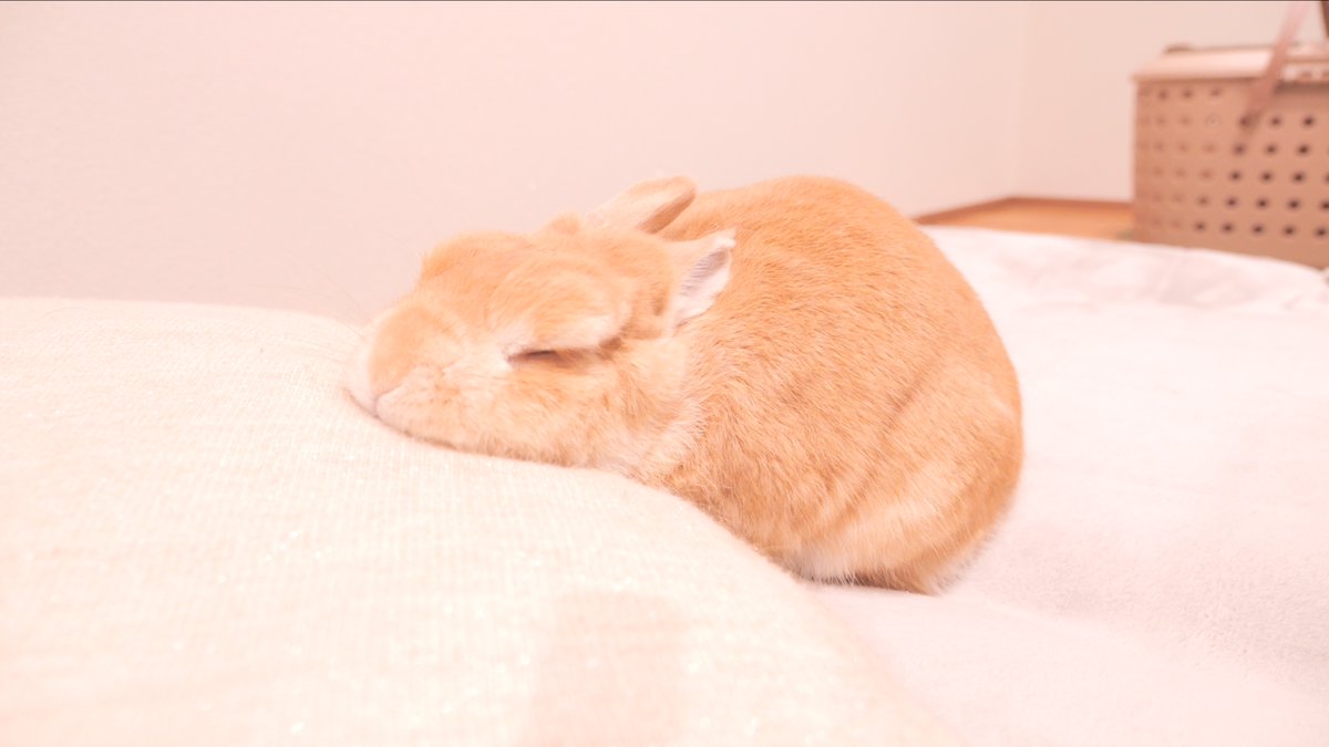 mugi20180208's tweet image. スヤァムギくん🐰