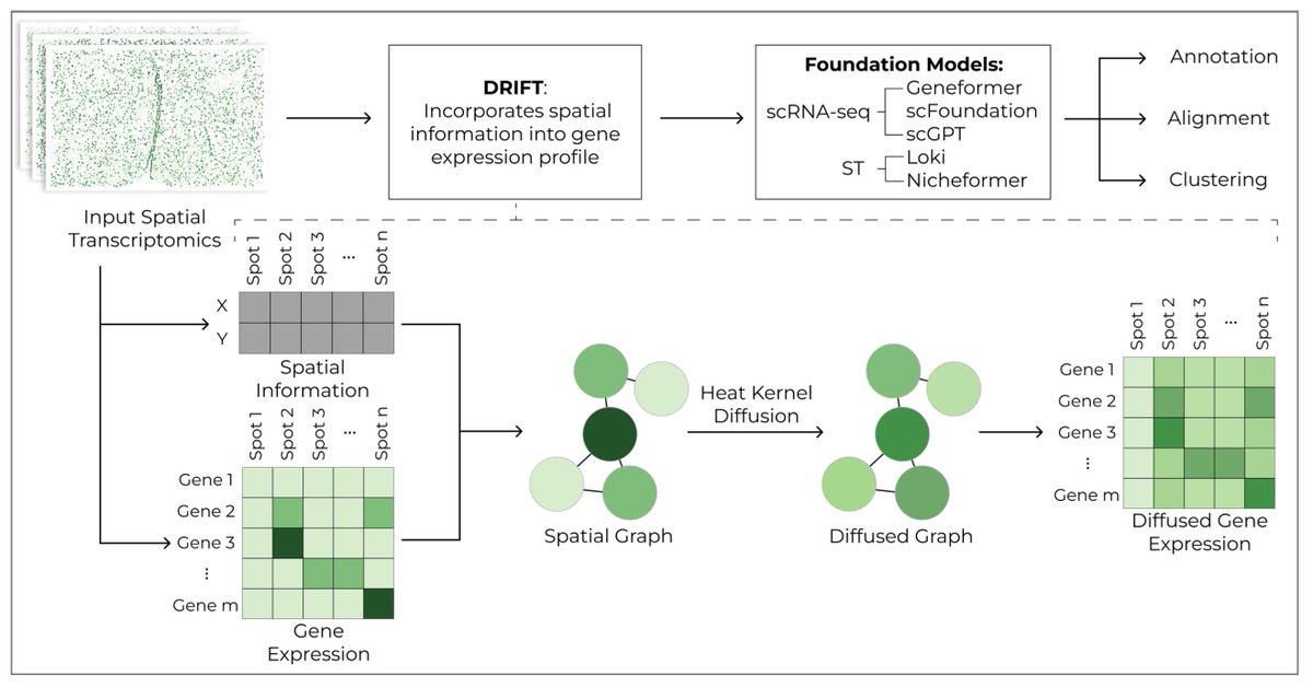 razoralign's tweet image. DRIFT: Diffusion-based Representation Integration for Foundation Models Improves Spatial Transcriptomics Analysis biorxiv.org/content/10.110…