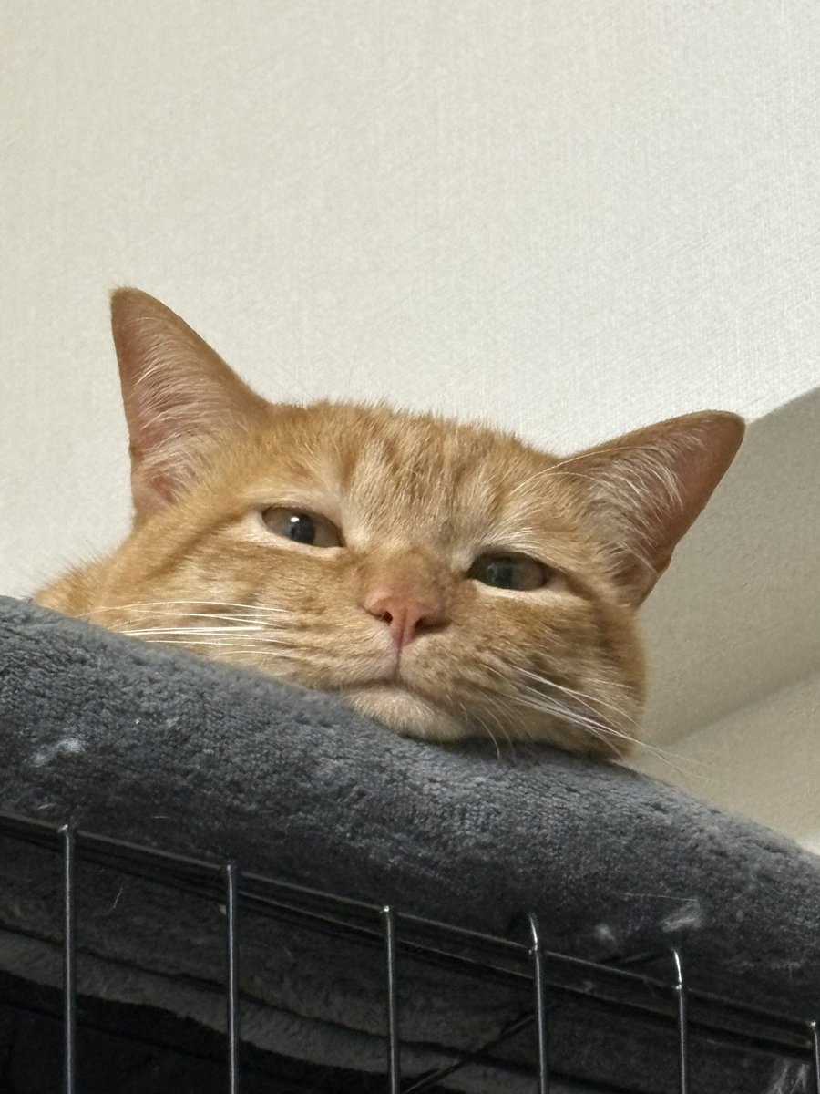 nixzyou's tweet photo. あ........ﾊﾞﾚﾀ........ https://t.co/ib2pql6nfS