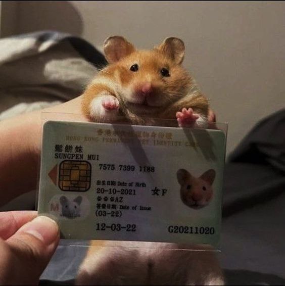Tweets Of Hamster tweet media