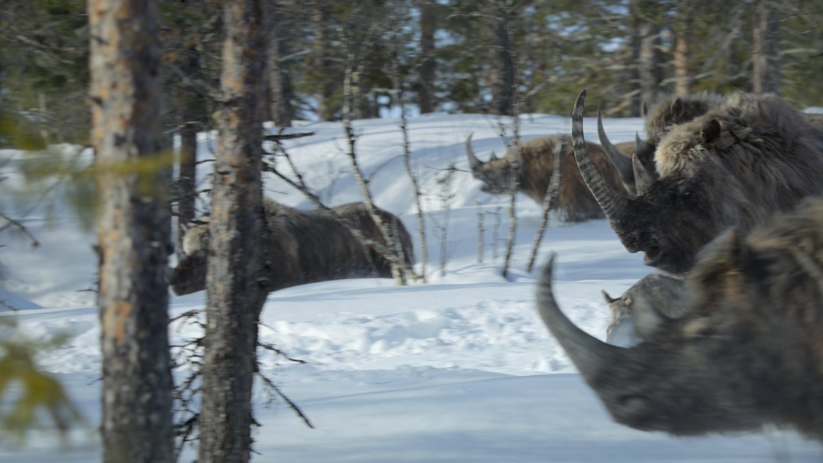 raftingzalmoxes's tweet image. #PrehistoricPlanet
4 DAYS UNTIL #PrehistoricPlanetIceAge !