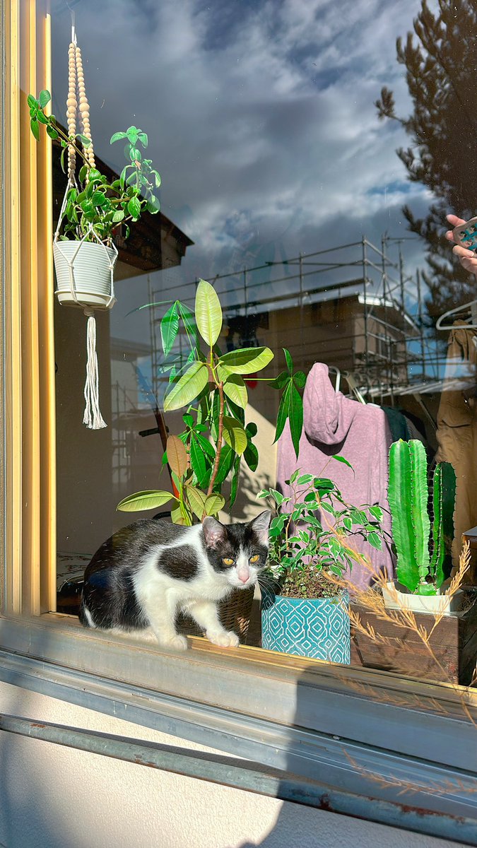 moji mojico (@moji_mojico) / Posts / X