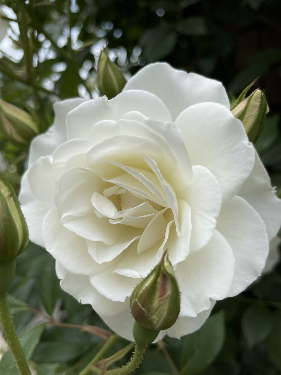 Post by ヤン🐈 on X: ポチっと☘️✨