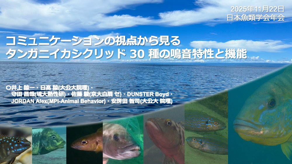 AnimSocLabOMU's tweet photo. Check out our oral and poster presentations at the 59th Annual Meeting of the Ichthyological Society of Japan 2025 from 22-24 Nov 2025 #fish #anemonefish #cichlid #sculpin #日本魚類学会 https://t.co/E7sOgGXgdO