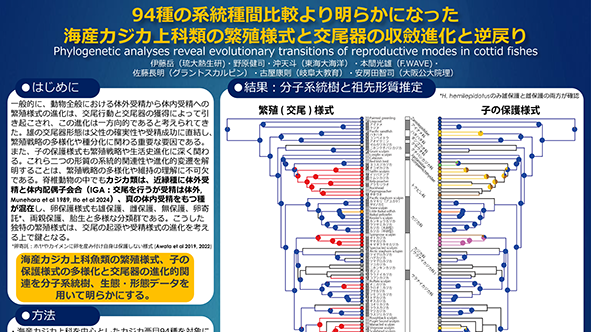 AnimSocLabOMU's tweet photo. Check out our oral and poster presentations at the 59th Annual Meeting of the Ichthyological Society of Japan 2025 from 22-24 Nov 2025 #fish #anemonefish #cichlid #sculpin #日本魚類学会 https://t.co/E7sOgGXgdO