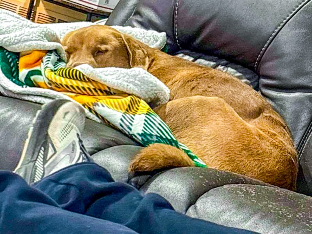 PetCircleWaco's tweet photo. π It's Foster Friday π
π₯ Meet Ozzy, 3-yr-old, chill, laid-back couch potato who is dog-friendly & loves to sunbathe & roll in the grass. Contact us for a meet-and-greet β’ (254) 754-1454
#wacotexas #wacotx #petcirclewaco #offthecircle #adoptdontshop #fosteringsaveslives https://t.co/Qi77keaAV8